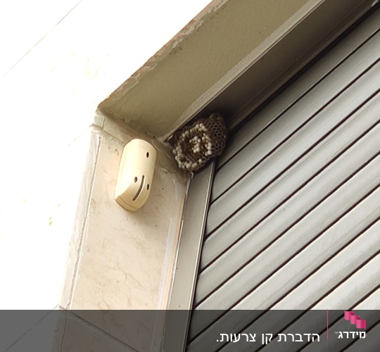 קן צרעות בפינת חלון עם תריס סגור
